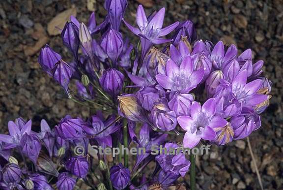 triteleia bridgesii 4 graphic